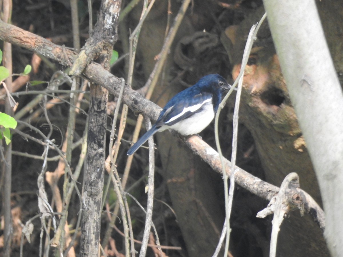 Oriental Magpie-Robin - ML390878321