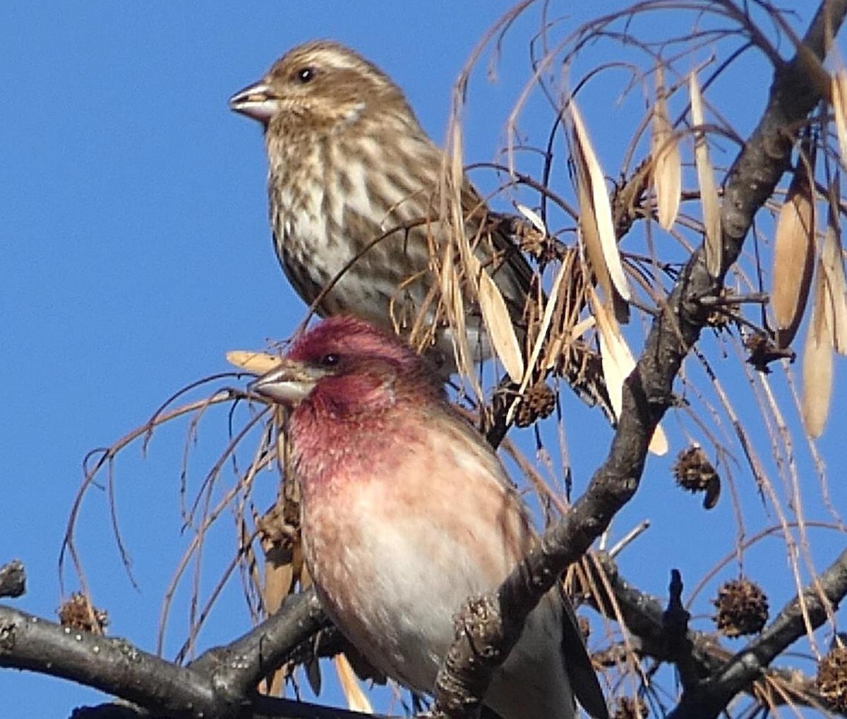 Purple Finch - ML390879171