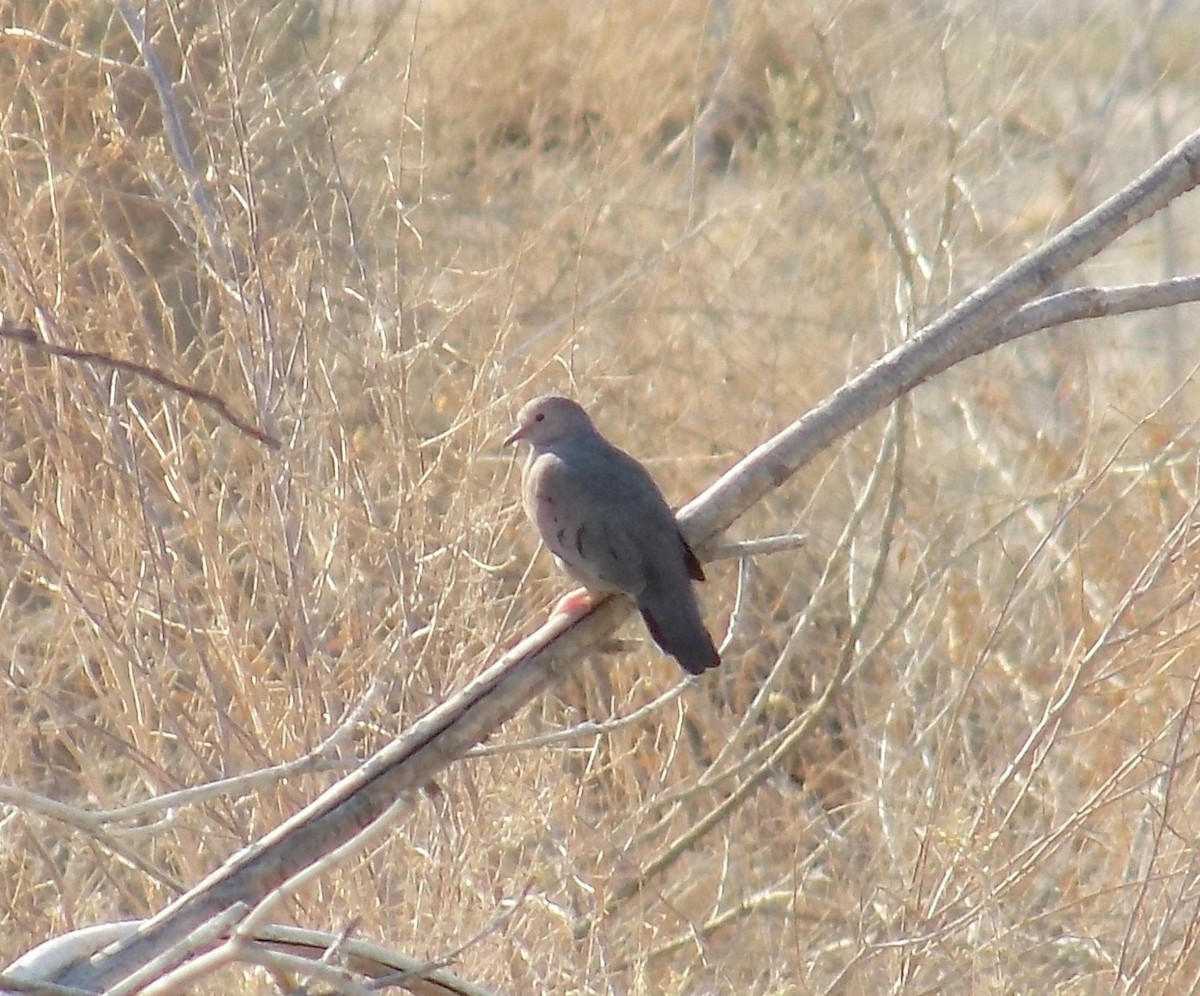 Common Ground Dove - ML390879651