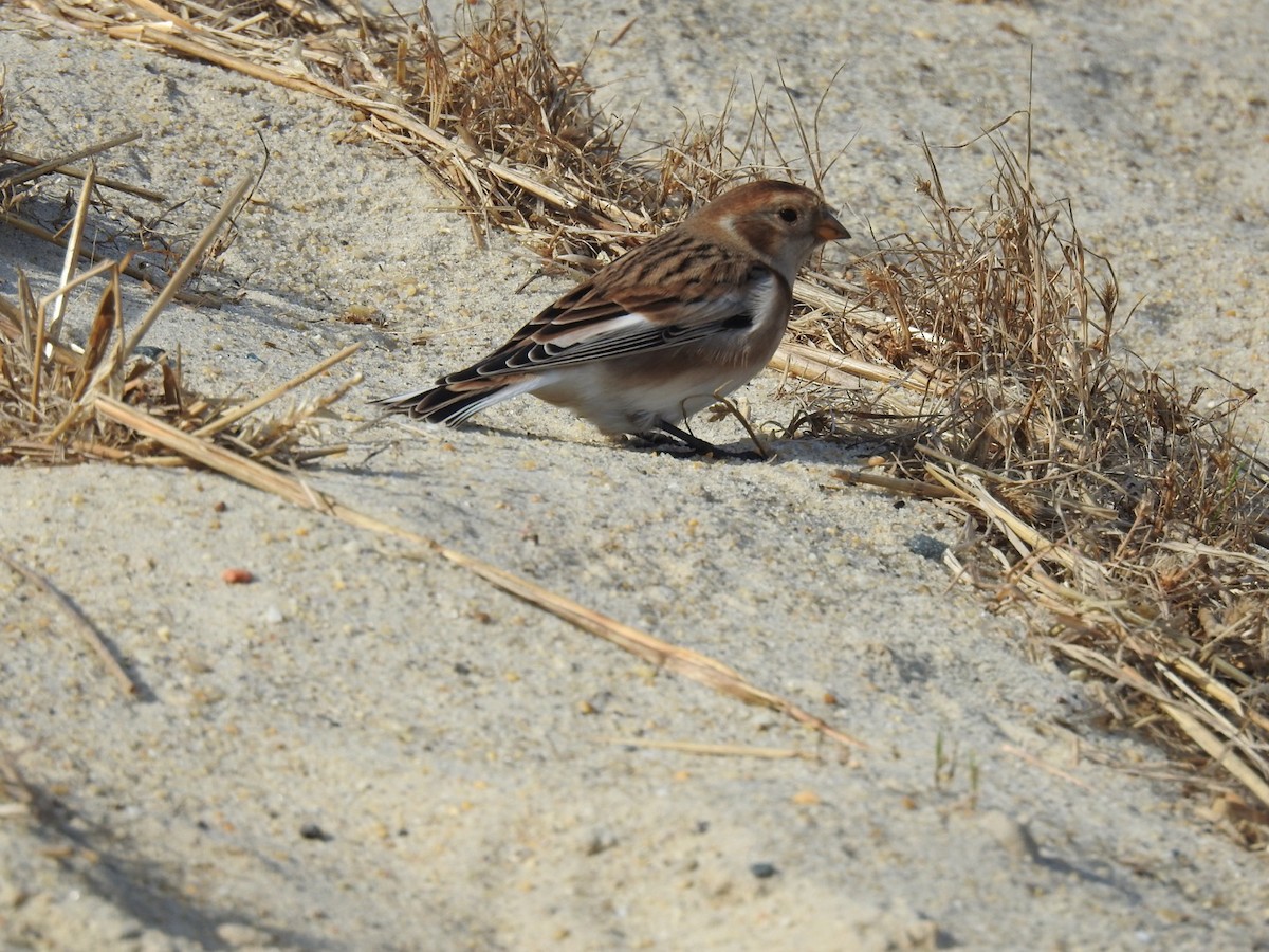 Snow Bunting - ML390880341