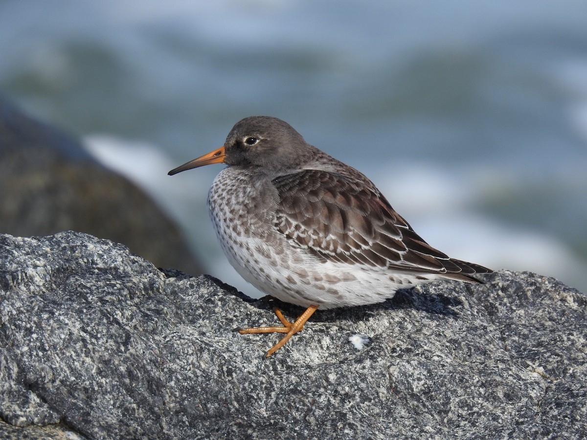 Purple Sandpiper - ML390880461