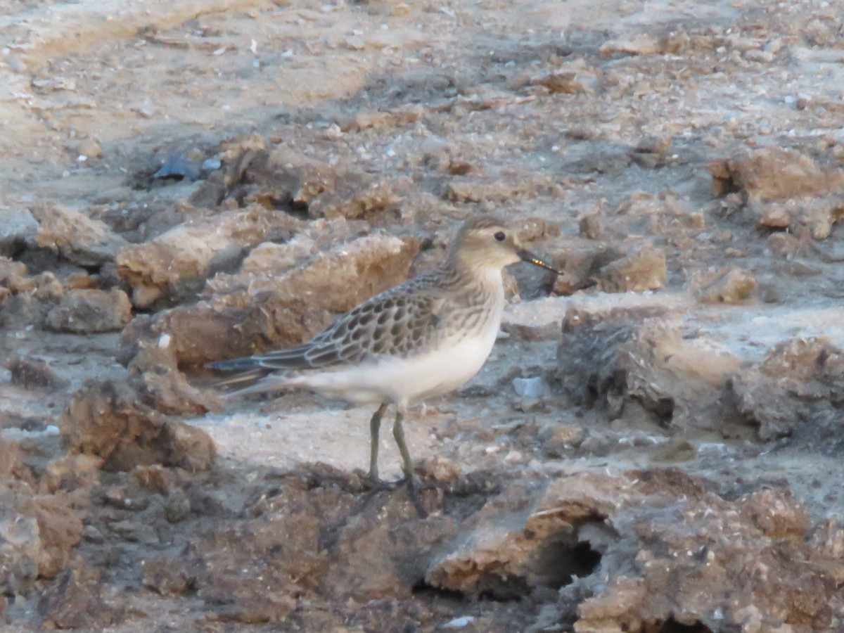 Baird's Sandpiper - Rui  Viana