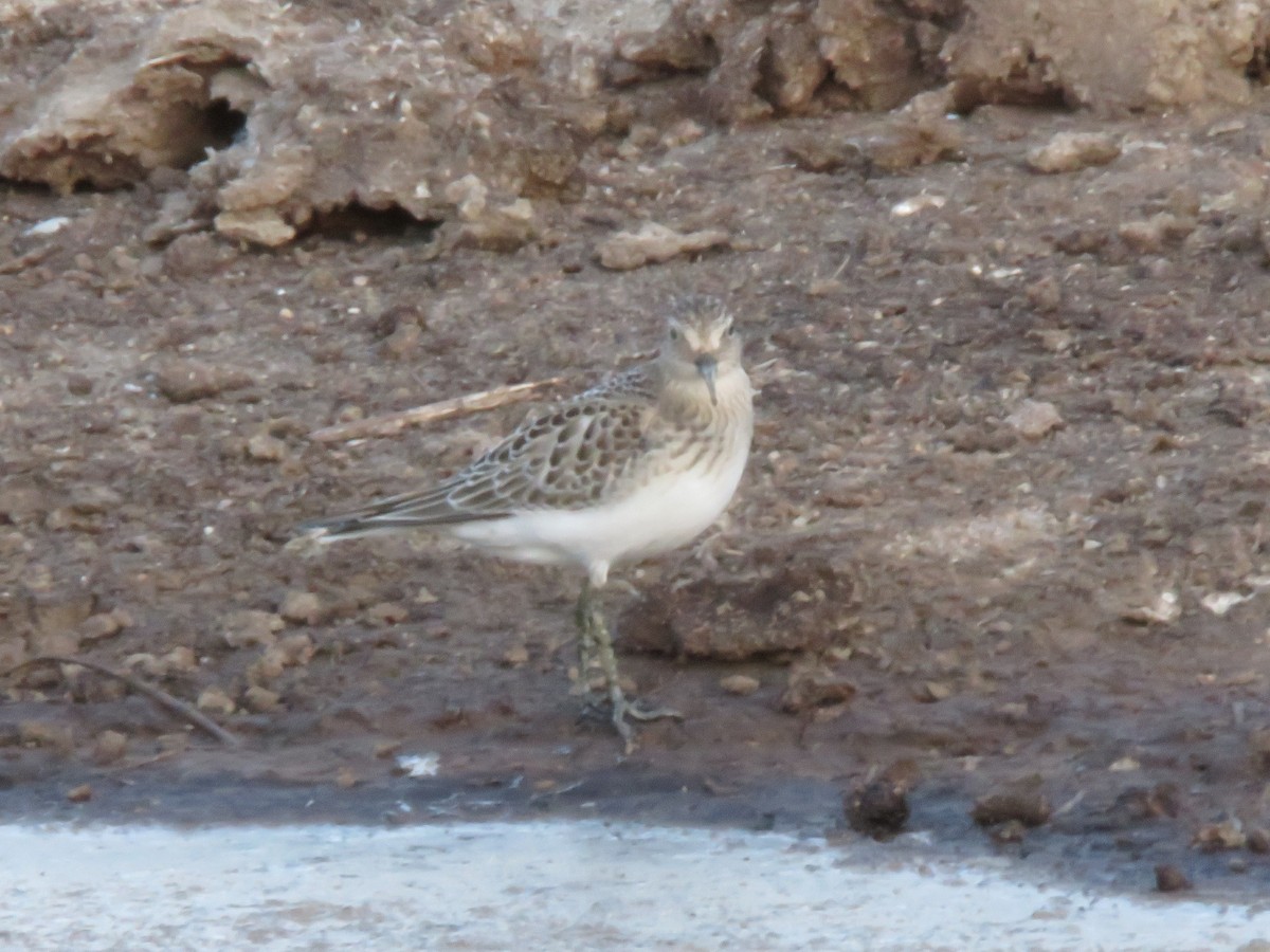 Baird's Sandpiper - ML390880751