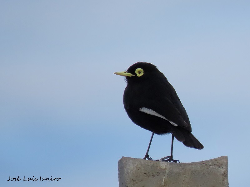 Spectacled Tyrant - ML390881031