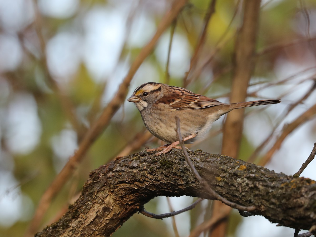 White-throated Sparrow - ML390881281