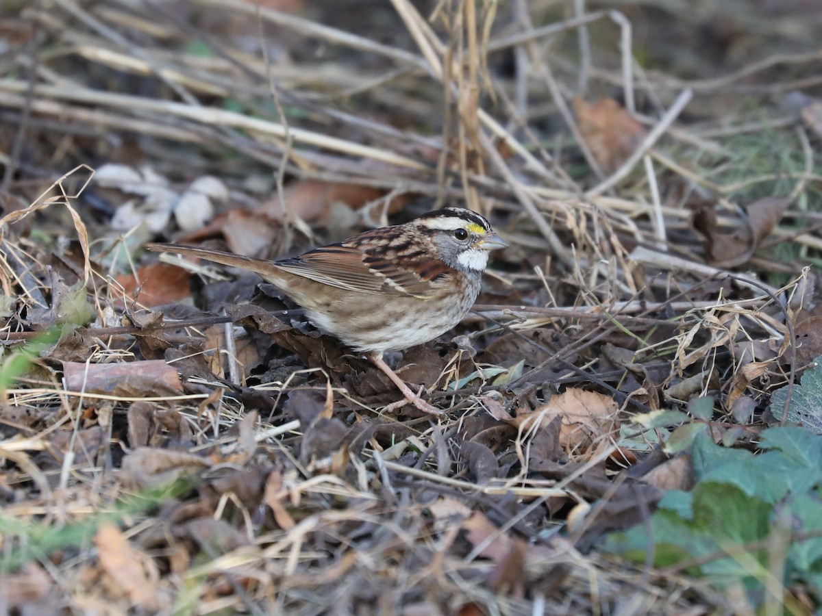 White-throated Sparrow - ML390881291