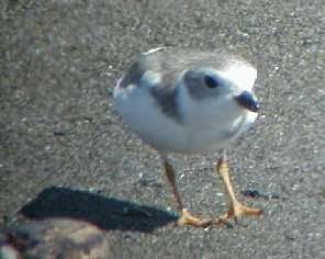 Piping Plover - ML39088151