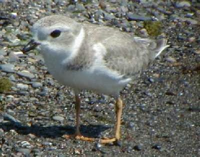Piping Plover - ML39088161