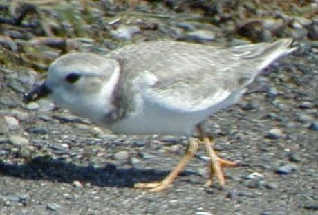 Piping Plover - ML39088171