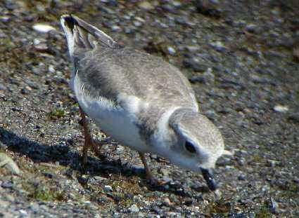 Piping Plover - ML39088181