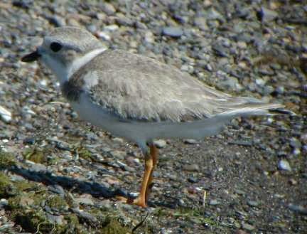 Piping Plover - ML39088191