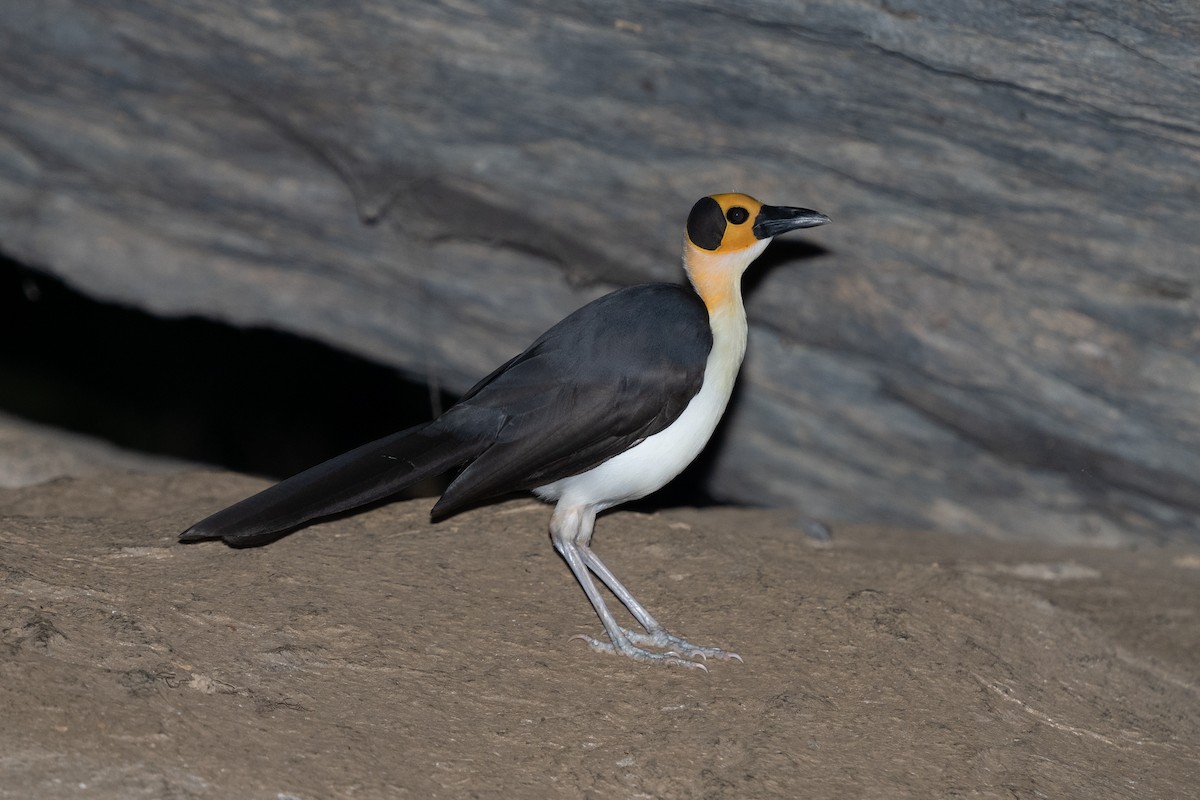 White-necked Rockfowl - ML390882761