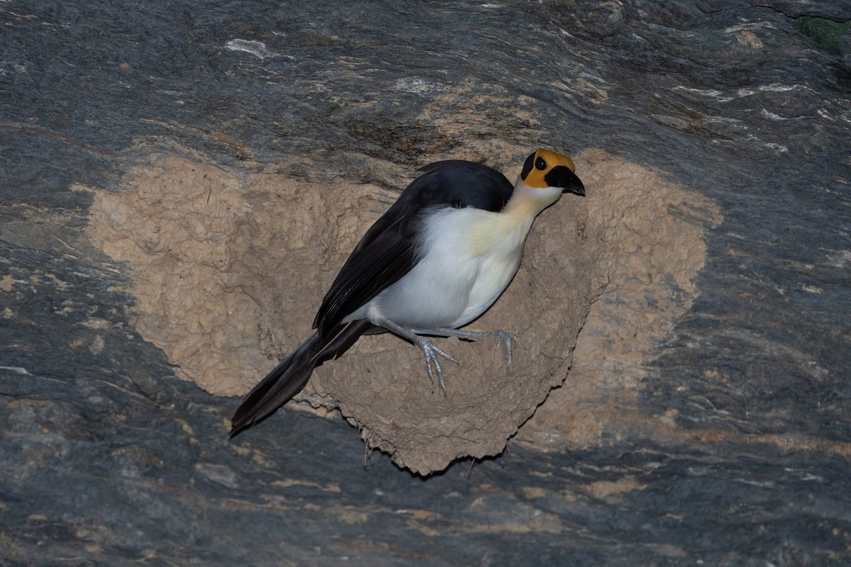 White-necked Rockfowl - ML390882801