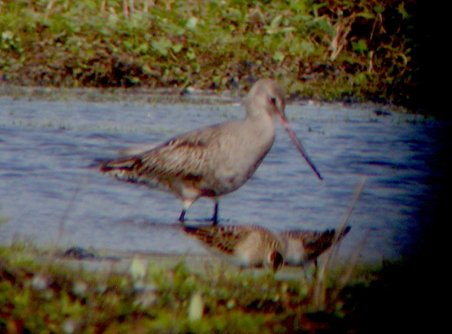 Hudsonian Godwit - ML39088351