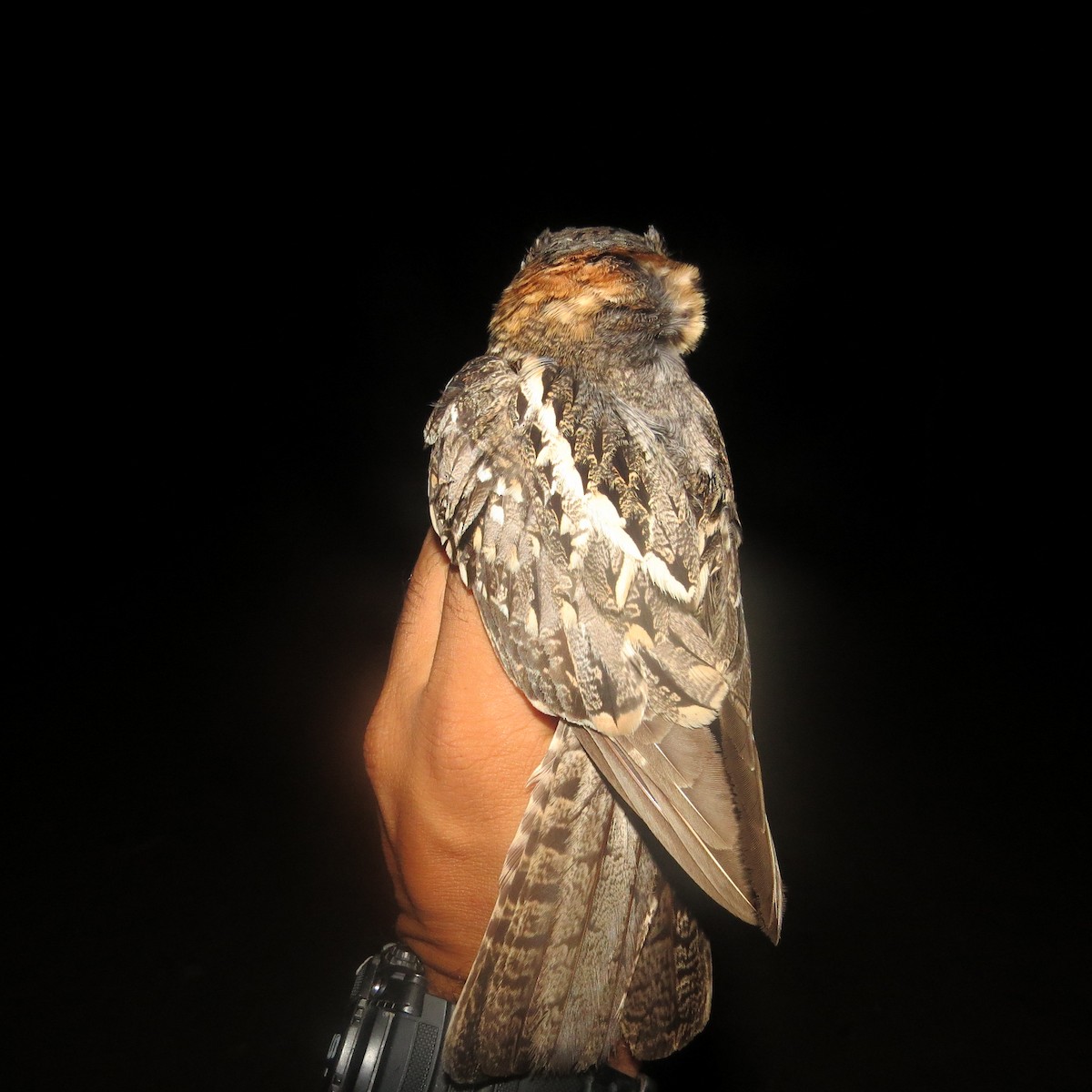 White-tailed Nightjar - ML39088631