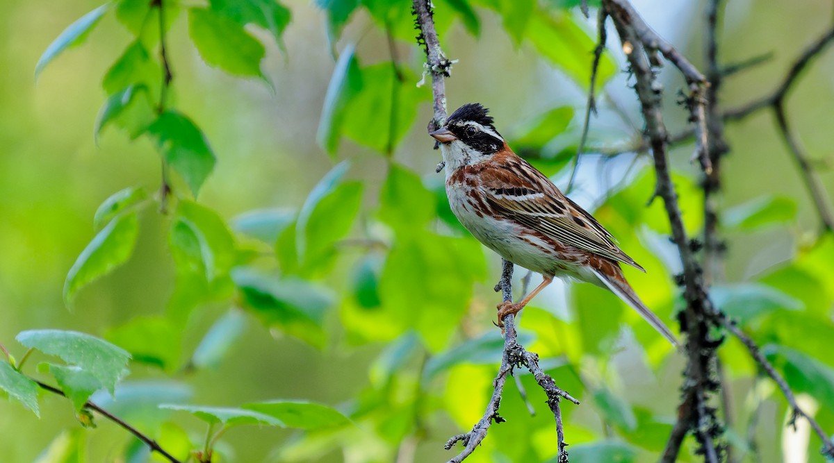 Rustic Bunting - Matti Rekilä