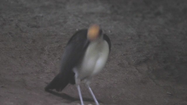 White-necked Rockfowl - ML390888491