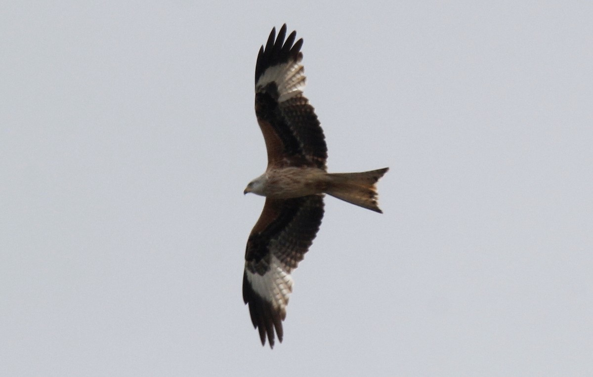 Red Kite - Sandis Laime