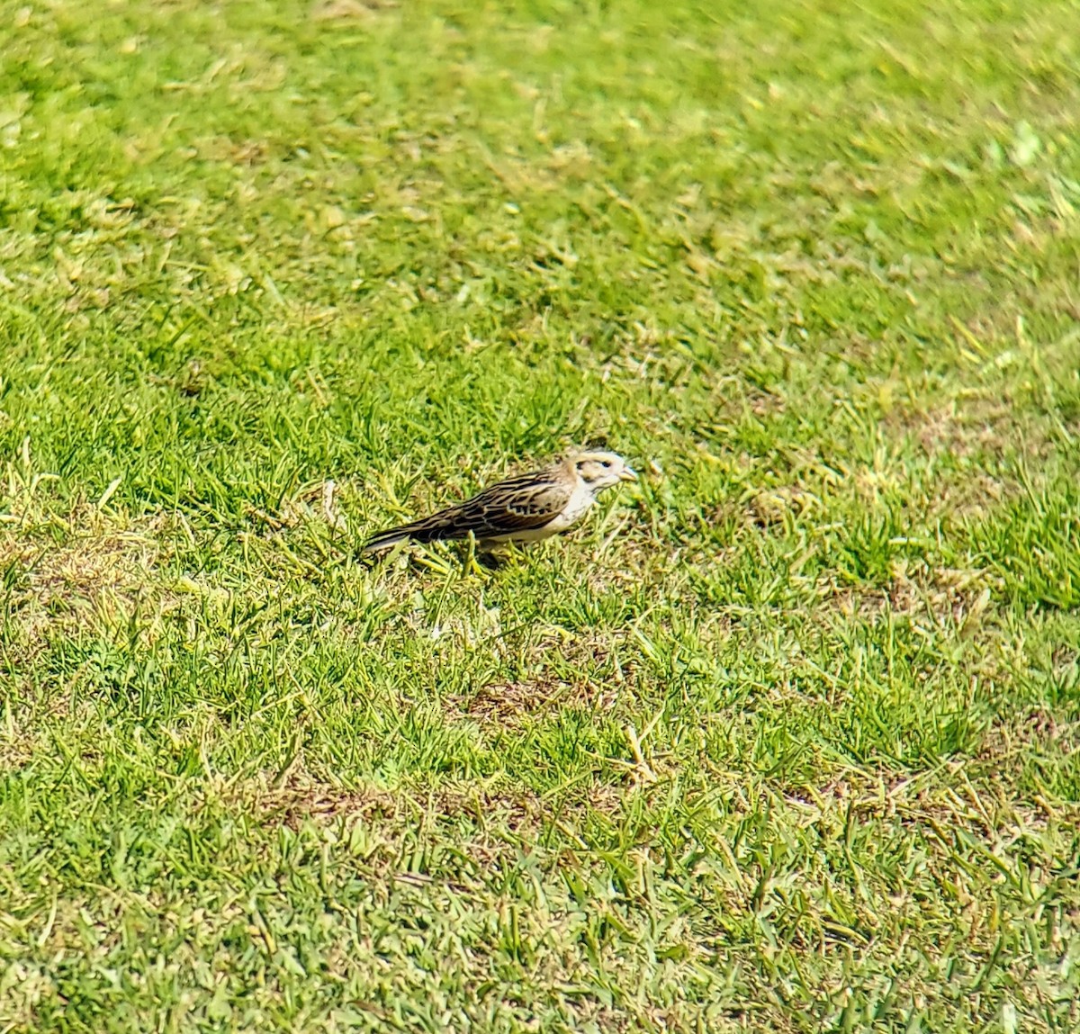 Lapland Longspur - ML390889441