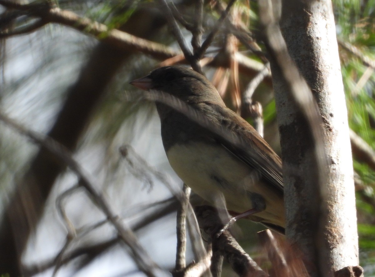 Dark-eyed Junco - Jim Anderton