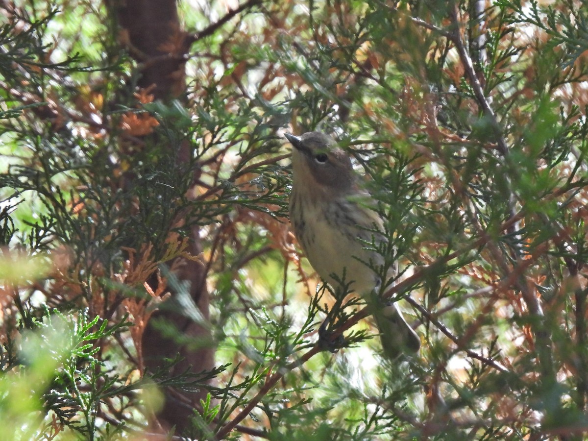 Yellow-rumped Warbler - ML390890311