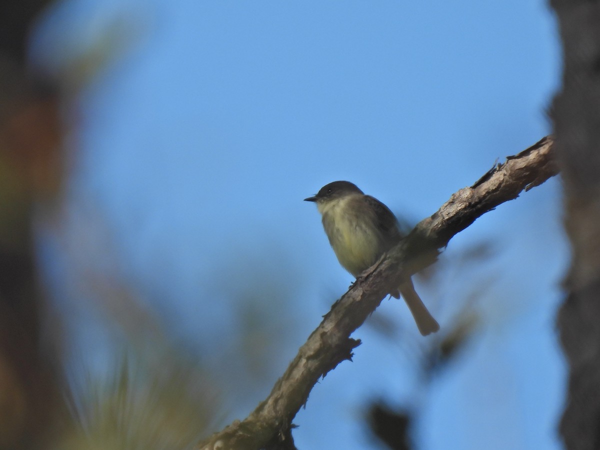 Eastern Phoebe - ML390890361