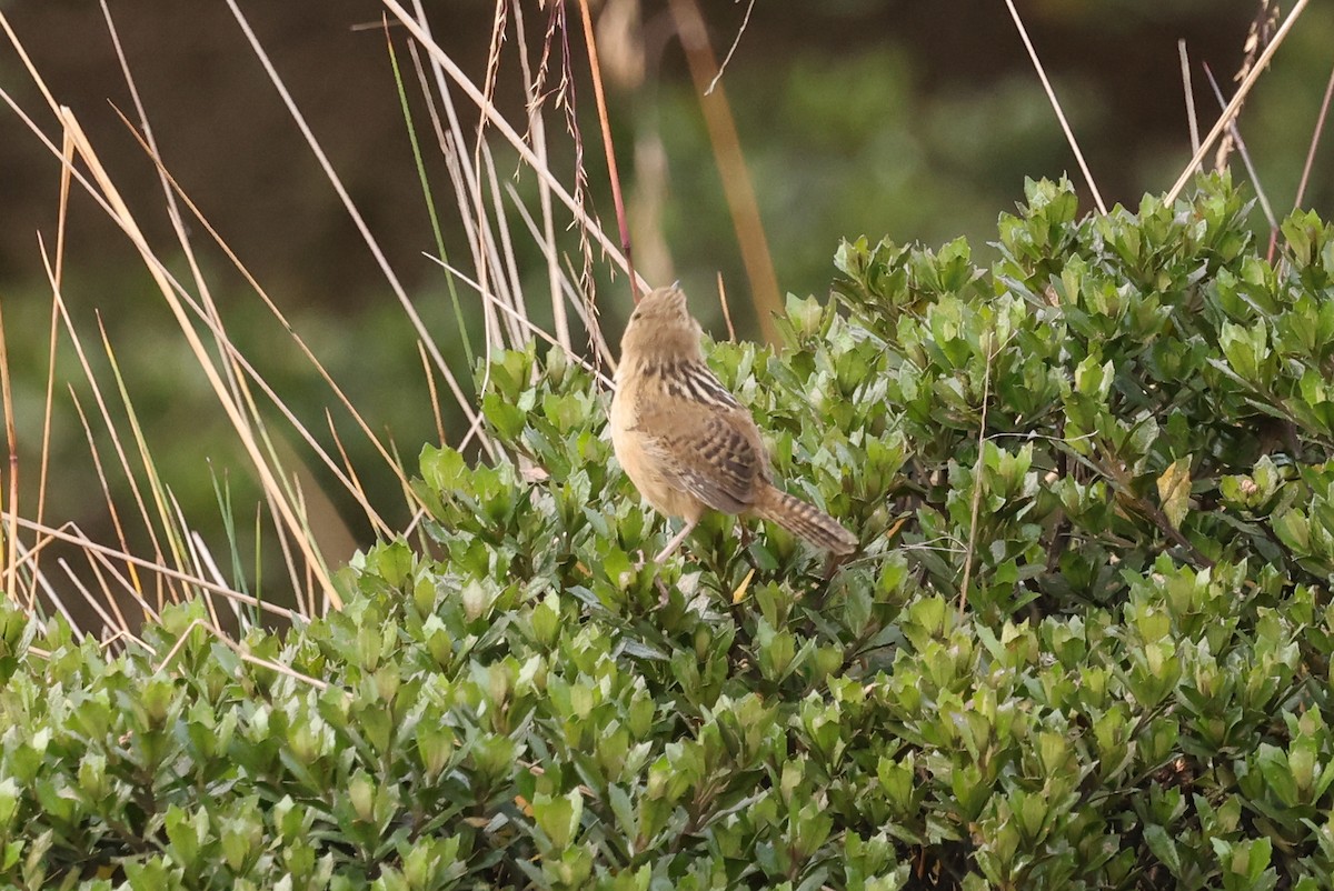 Grass Wren - ML390891211