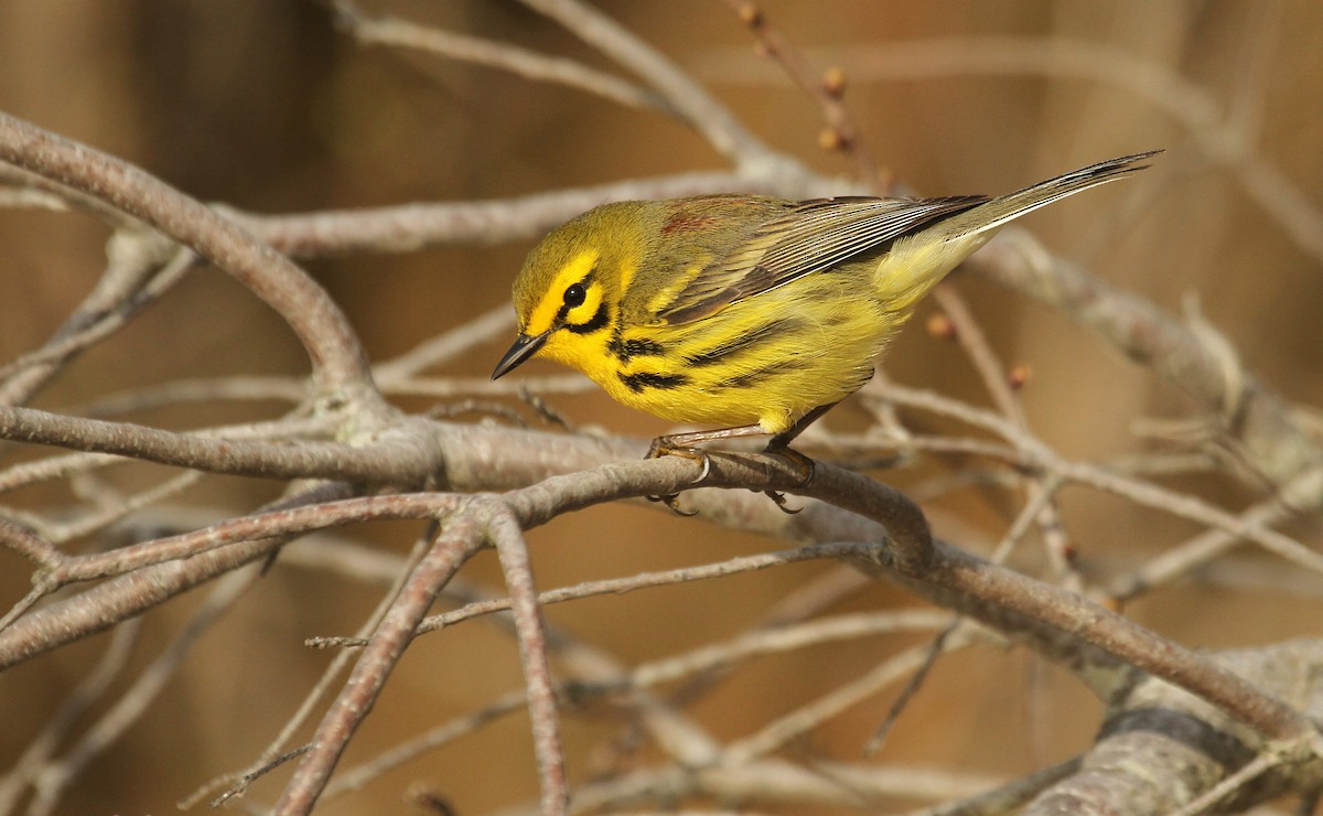 Prairie Warbler - Ryan Schain