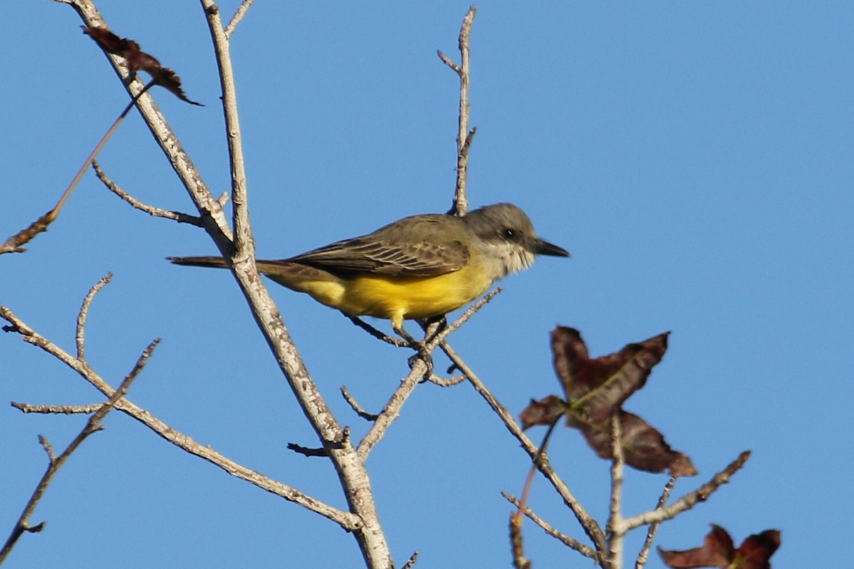 Tropical Kingbird - ML390893031