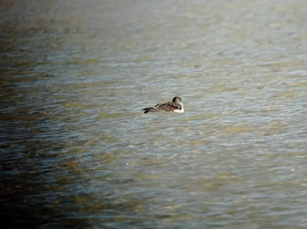 Cory's Shearwater (borealis) - ML390896281