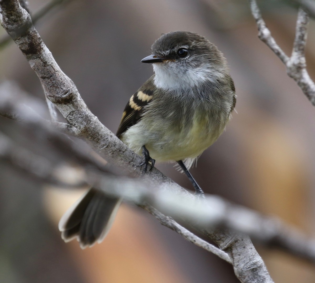 White-throated Tyrannulet - ML390899261