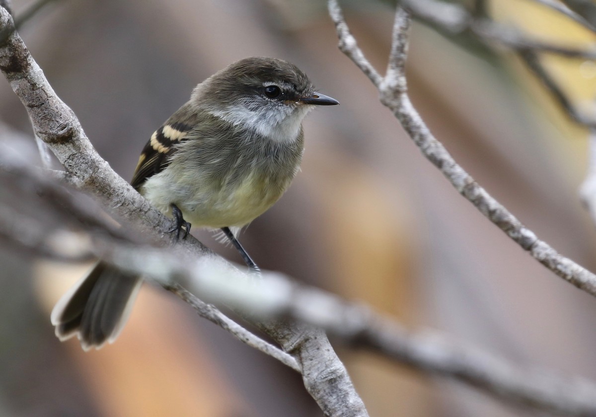 White-throated Tyrannulet - ML390899281