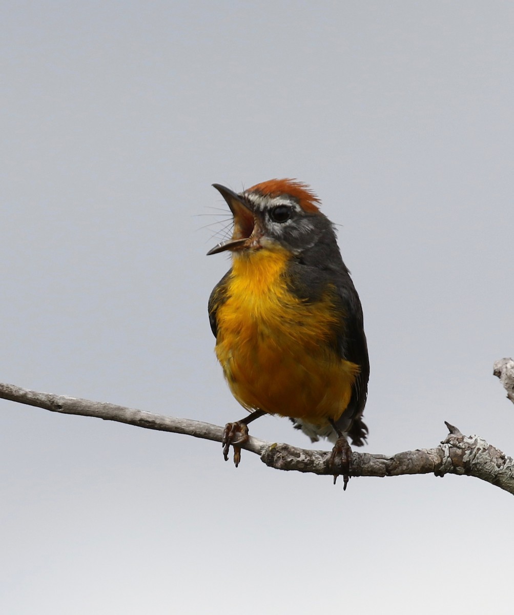 Tepui Redstart - ML390899531