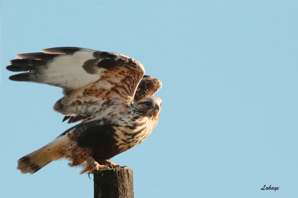 Rough-legged Hawk - CELINE LAHAYE