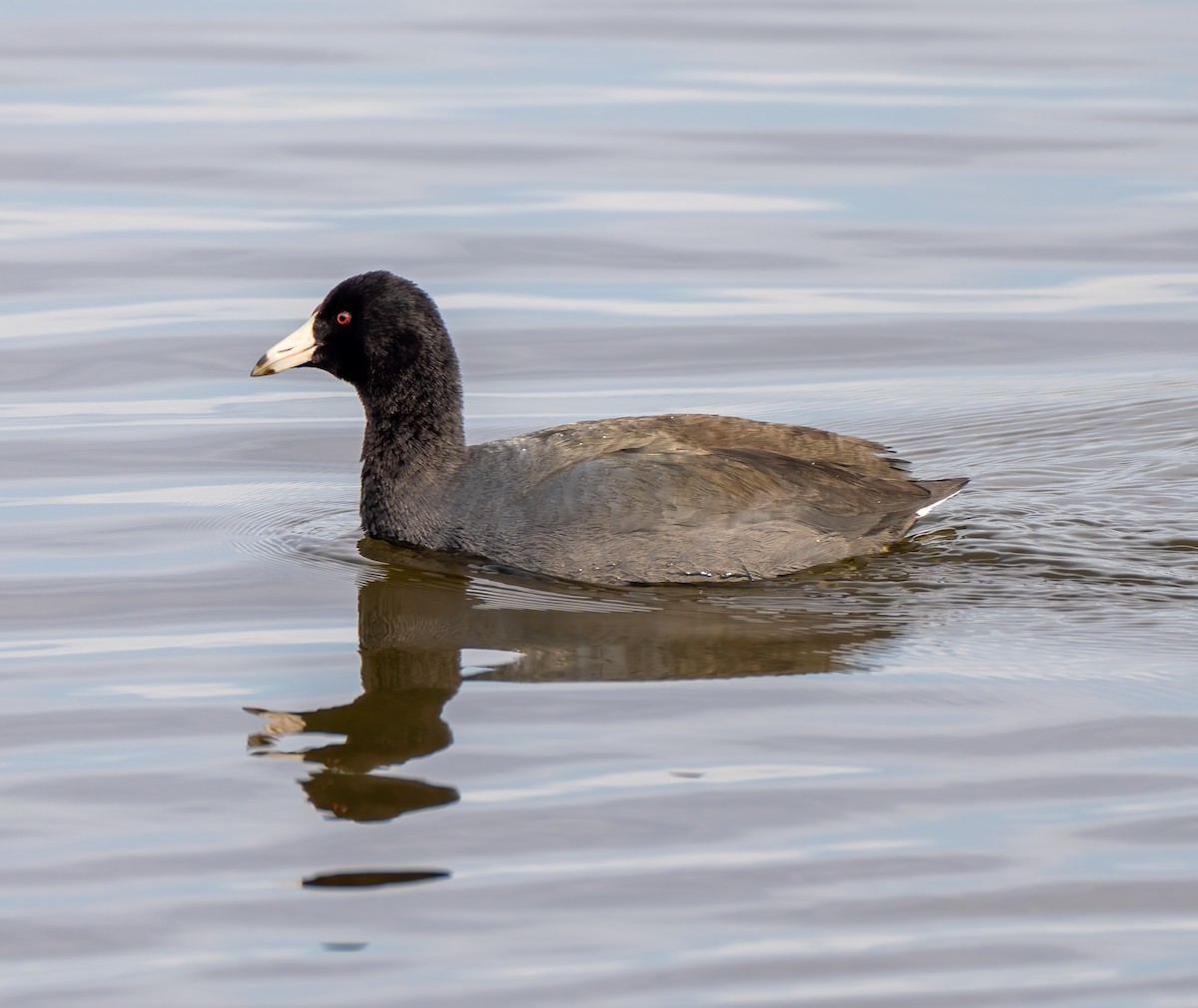 American Coot - ML390899751