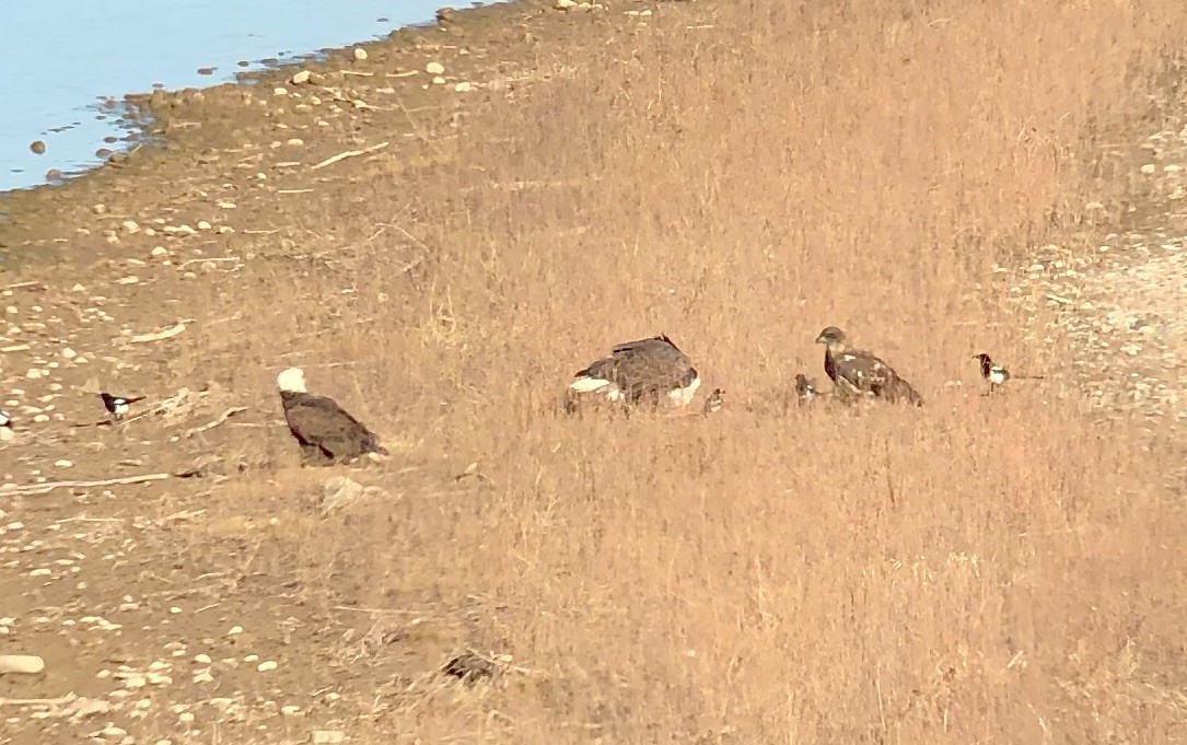 Bald Eagle - ML390899921
