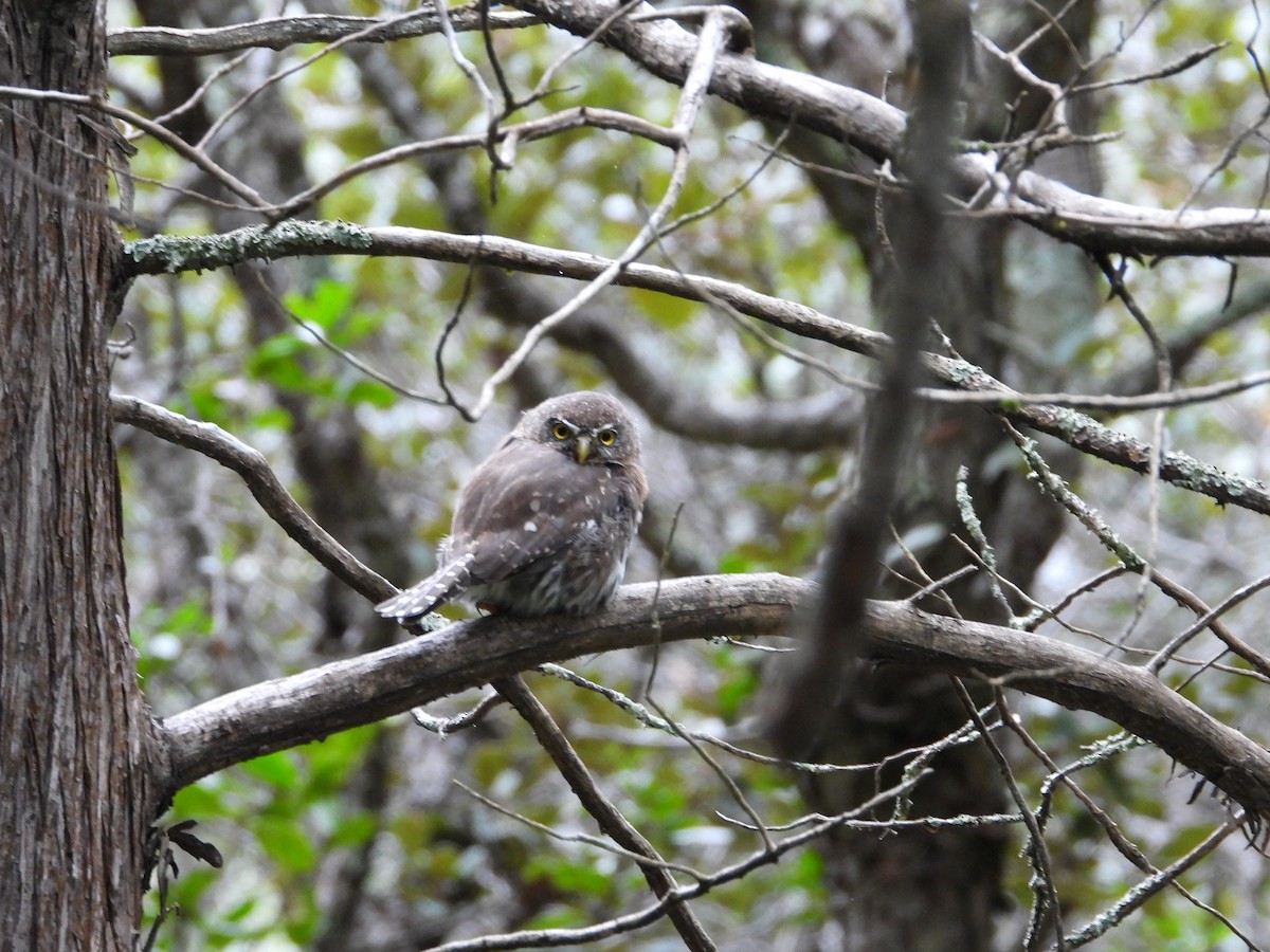 Northern Pygmy-Owl - Arturo Cruz
