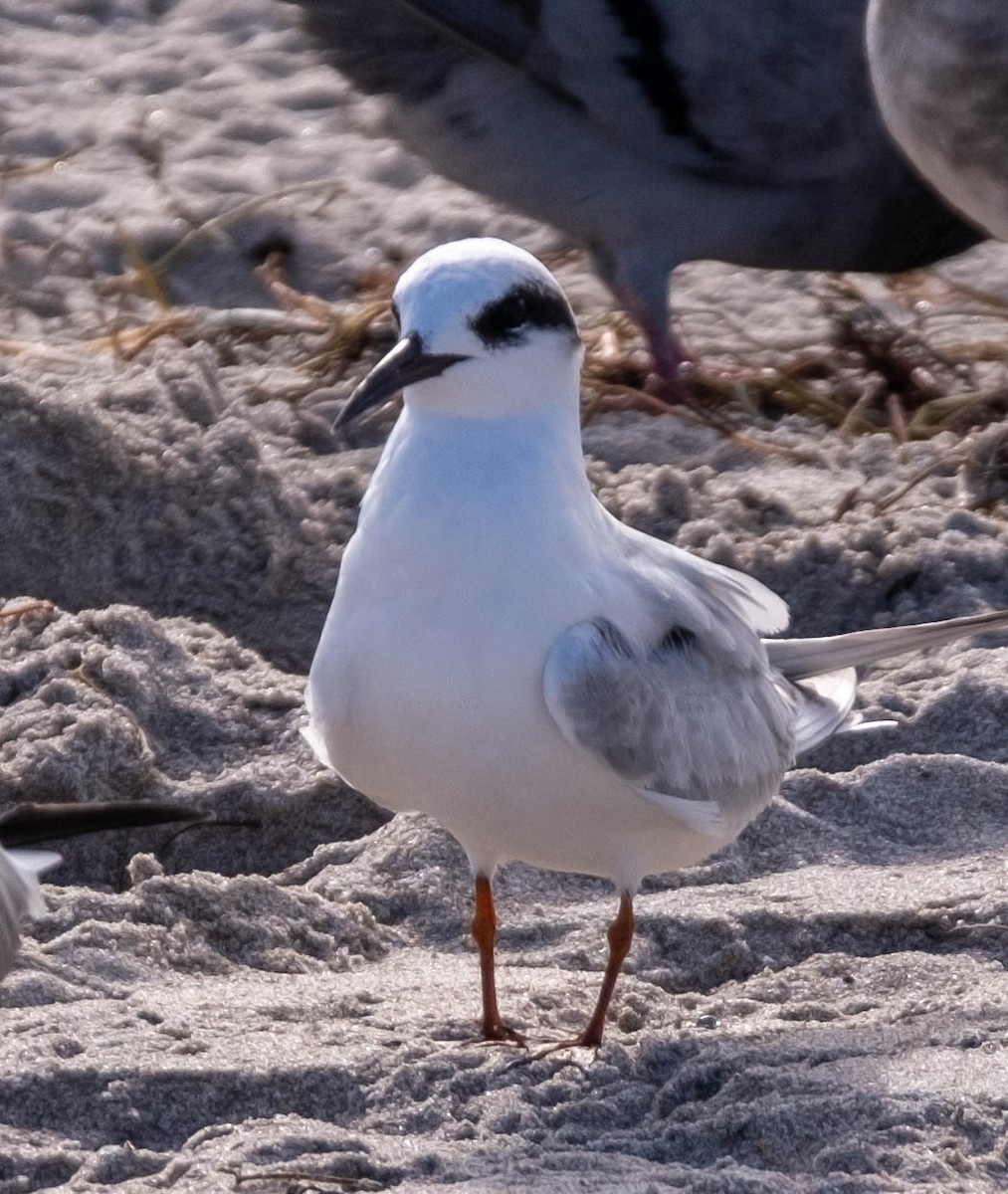 Forster's Tern - ML390906671