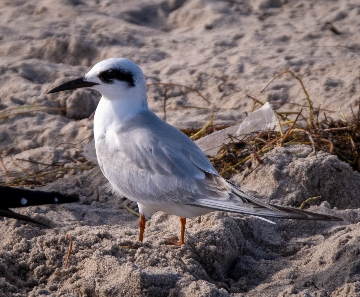 Forster's Tern - ML390906681