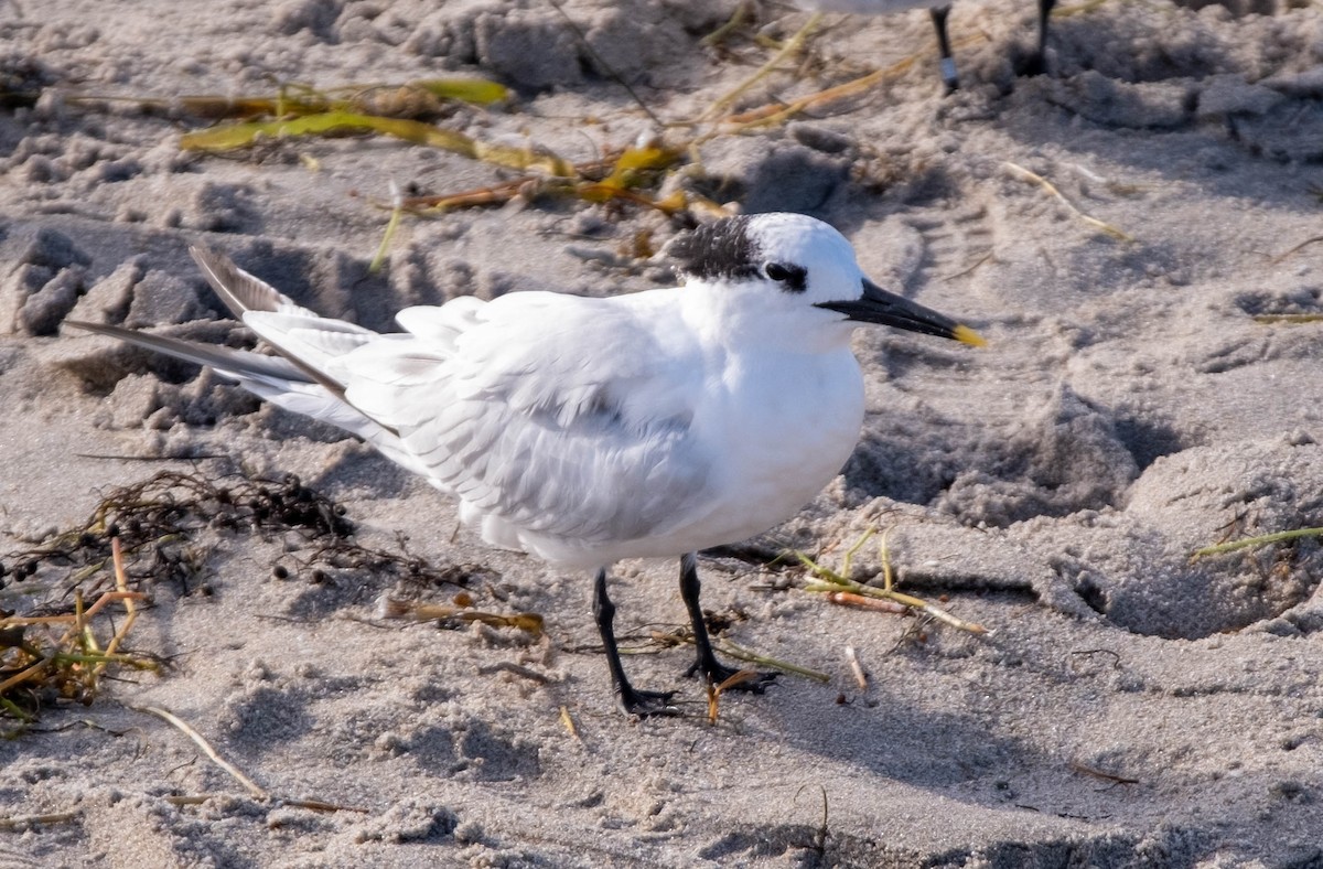 Sandwich Tern - ML390906801