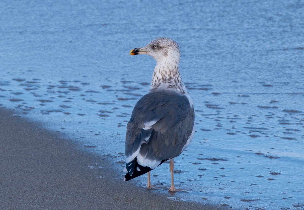 Lesser Black-backed Gull - ML390906811