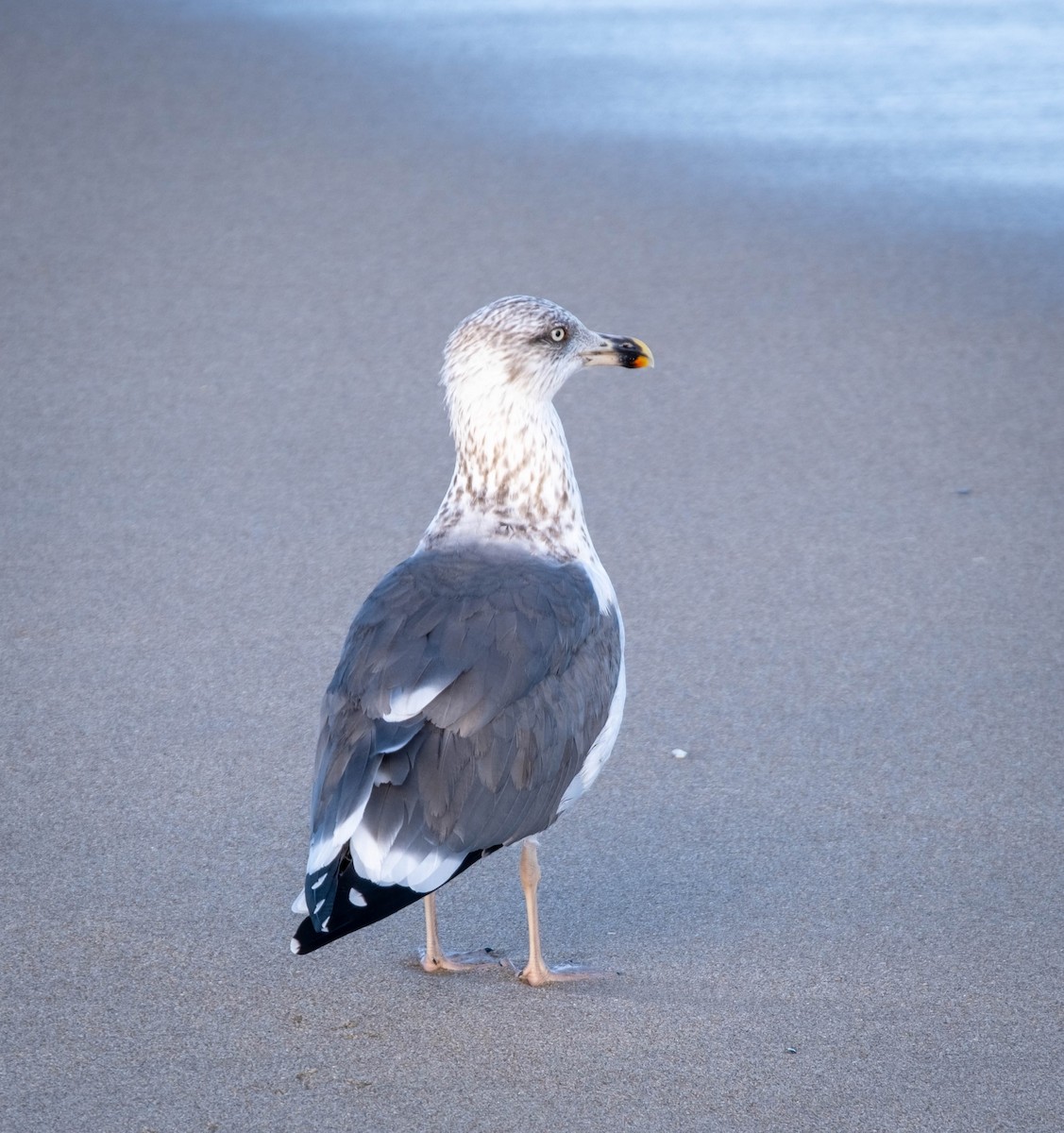 Lesser Black-backed Gull - ML390906821