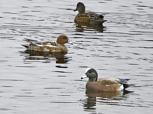 Eurasian Wigeon - ML39090791