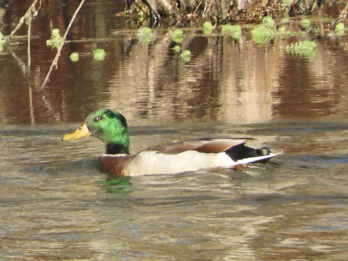 Canard colvert - ML390907911