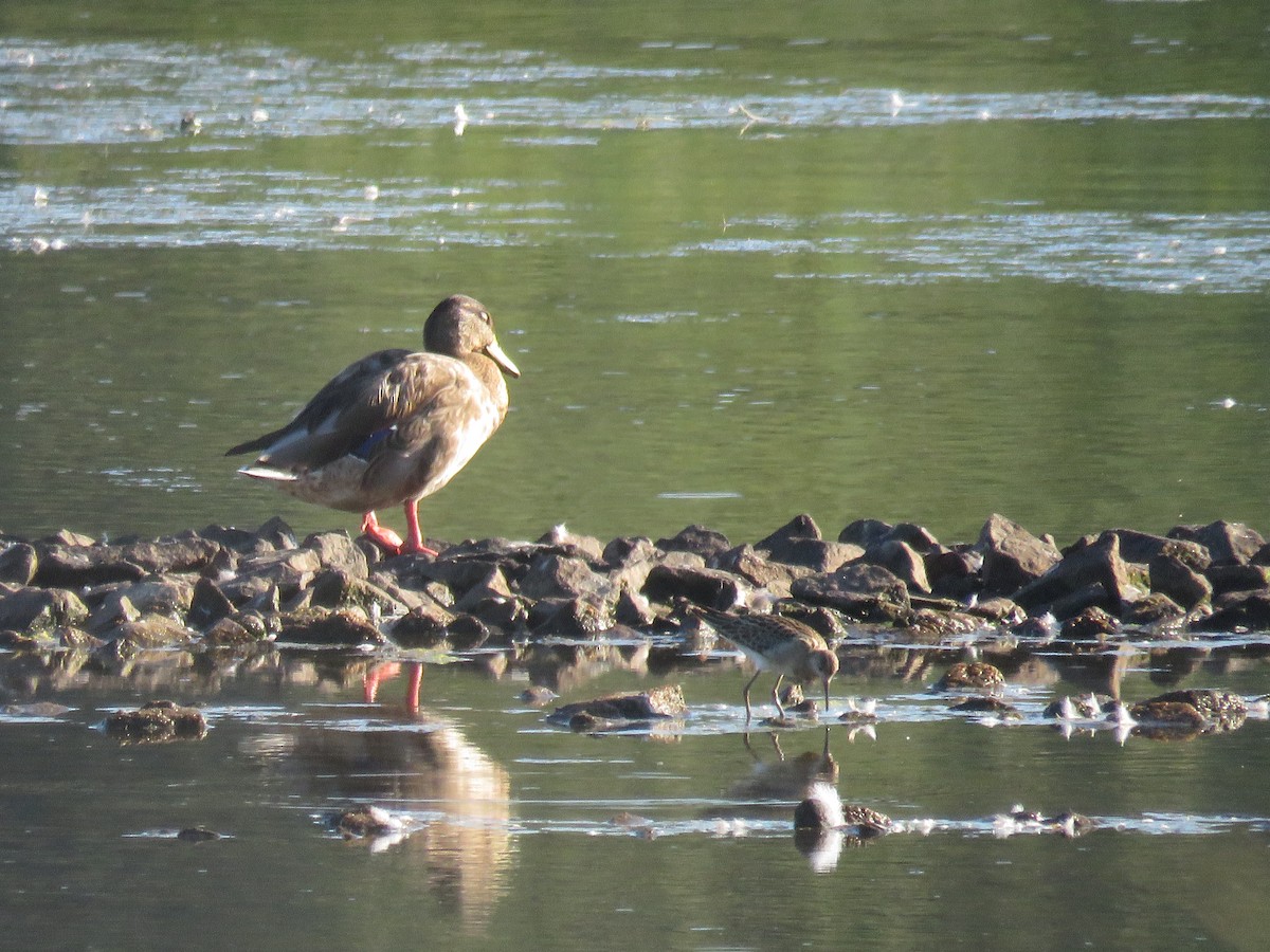 Kampfläufer - ML390908821