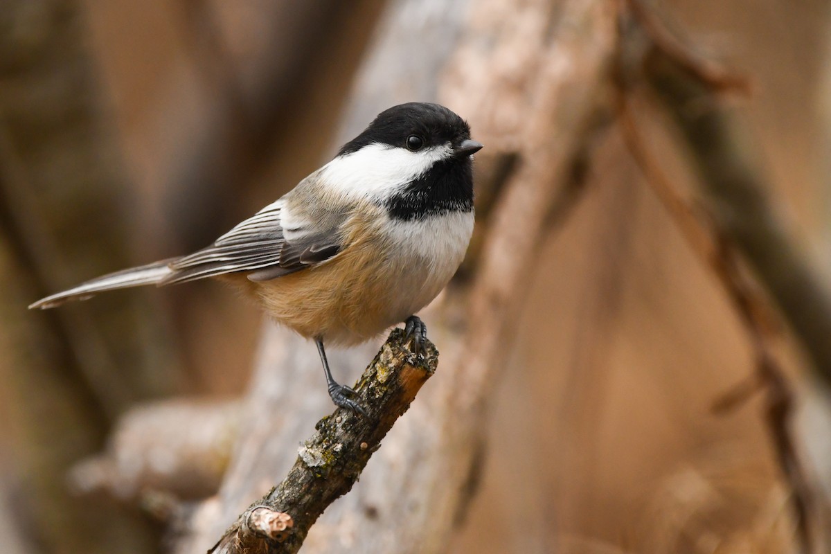 Black-capped Chickadee - ML390909281