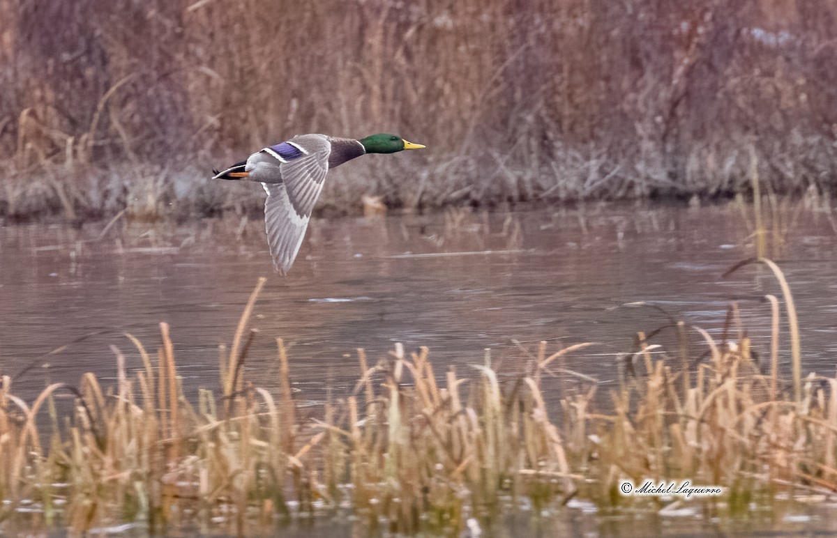 Canard colvert - ML390909411