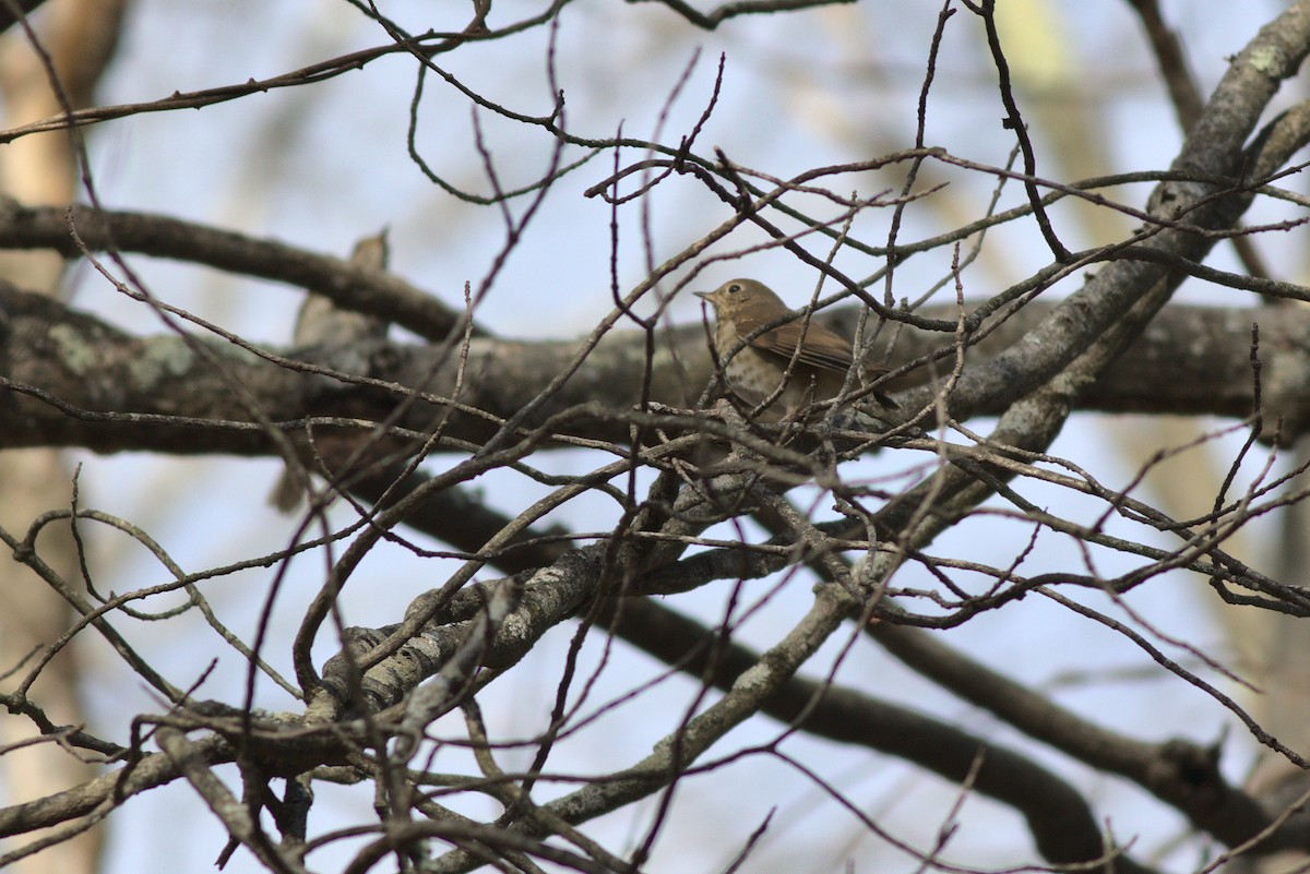 Hermit Thrush - ML390910071