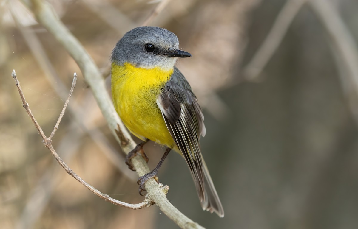 Eastern Yellow Robin - ML390910281