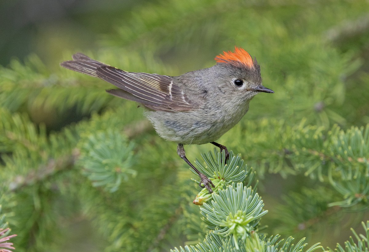 Ruby-crowned Kinglet - Iris Kilpatrick